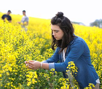 A student examines a canola bloom. 